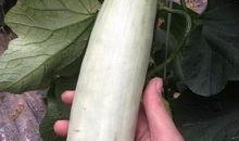 吃网红瓜的平台有哪些人,网红瓜界的热门平台大盘点